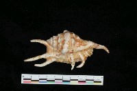 藏品(蜘蛛螺)的圖片